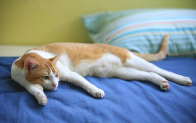 Fototapeta na wymiar ginger cat lying in afternoon