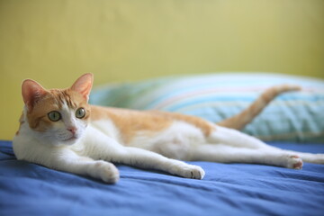 ginger cat lying in afternoon