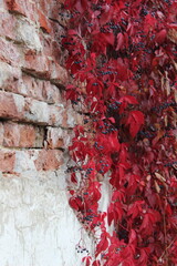 red wall with leaves