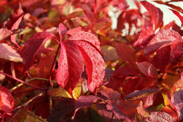 red autumn  leaves