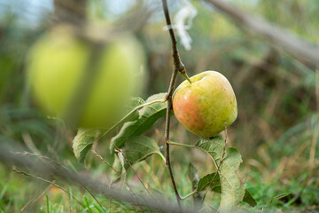 golden delicious apple on a branch