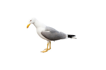 Seagull looking down, isolated on white background
