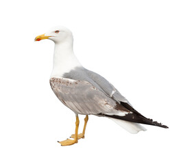 Seagull, isolated on white background