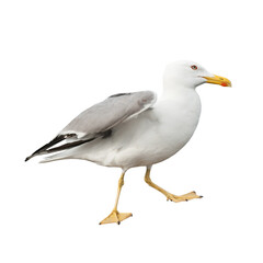 Seagull, isolated on white background