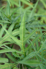 Kangaroo apple