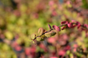 Wintercreeper Minimus