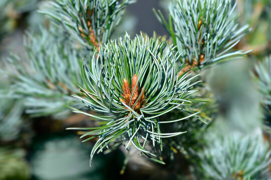 Japanise White Pine Negishi