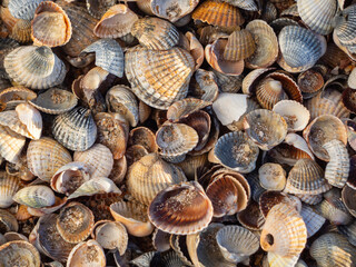 Seashells scallops cover the top of the multi colored beach ocean background texture place for text natural pattern of nature. Shell background, lots of amazing shells