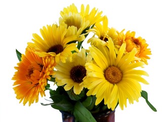 yellow and orange flowers of marigold plant close up
