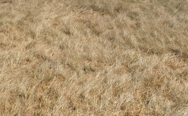 Dry grass texture from top view