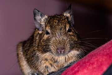 Little cute gray mouse Degu close-up. Exotic animal for domestic life. The common degu is a small hystricomorpha rodent endemic from Chile. Fluffy pet rodent Chilean degu squirrel