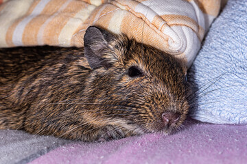 Little cute gray mouse Degu close-up. Exotic animal for domestic life. The common degu is a small...
