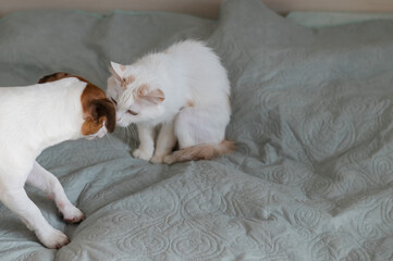 Jack russell terrier dog and irritated white cat on the bed.