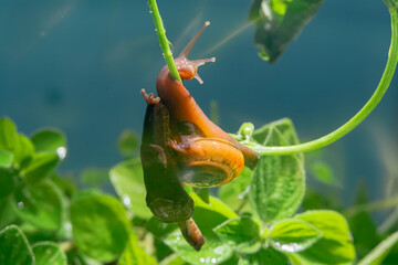 Small brown snail on the twig, Snail crawling on the leaves and twigs picked up at close range