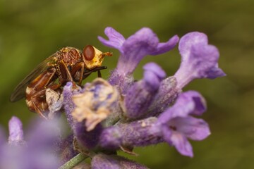 small brown fly on a flower