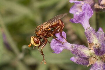 small brown fly on a flower