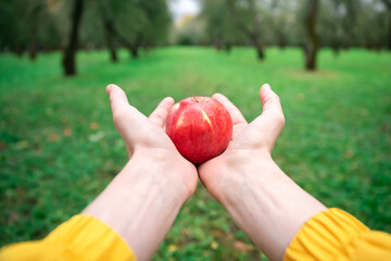 Red apple in two hands with yellow sleeves on the background of rows of trees in a green garden