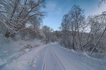 winter road in the forest