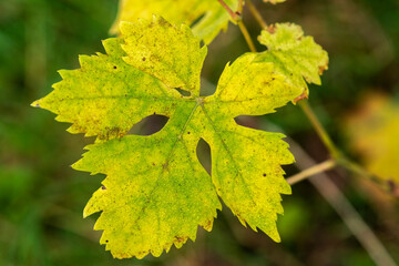 yellow grape leaves