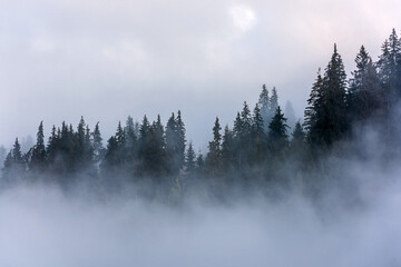 Dense pine forest in morning mist. Foggy Pine Forest.
