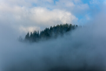 Fototapeta premium Dense pine forest in morning mist. Foggy Pine Forest. 