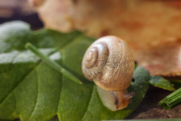 Wild snail crawls on a green leaf