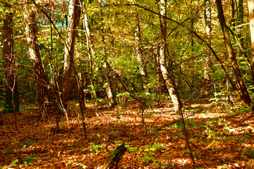 The picture shows a group of trees in an autumn deciduous forest and fallen leaves on the ground.