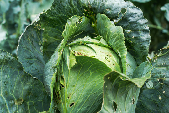Damaged leaves of cabbage, made by cabbage butterflies. Problems caused by garden pests.