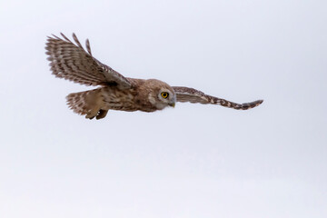 Flying owl. Sky background. Little Owl. Athene noctua.