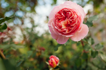 Ppink rose Abraham Darby blooming in summer garden. English Austin selection roses flowers