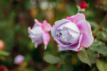 Lavender purple rose Novalis blooms in summer garden. Close up of flower. Kordes selection