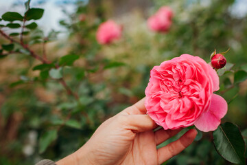 Leonardo da Vinci pink rose blooming in summer garden. Meilland selection roses flowers. Gardener...