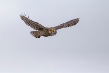 Flying owl. Sky background. Little Owl. Athene noctua.