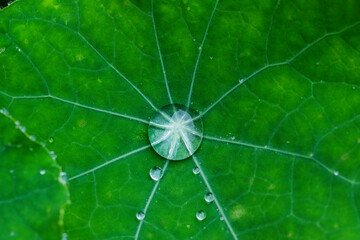 Raindrops on various plants in the garden