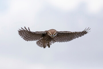 Flying owl. Sky background. Little Owl. Athene noctua.