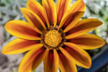 Beautiful Gazania flower in the foreground