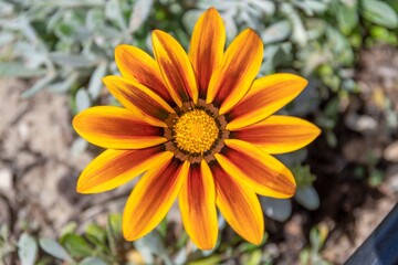 Beautiful Gazania flower in the foreground