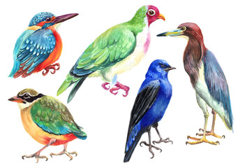Watercolor colorful set with wild birds. White background.