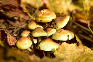 The picture shows the inedible toadstool mushrooms, a close-up, growing in a group on the ground, top view.
