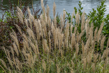 Fototapeta premium Chinese silver grass plumes closeup
