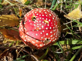 mushroom red fly agaric in the autumn forest