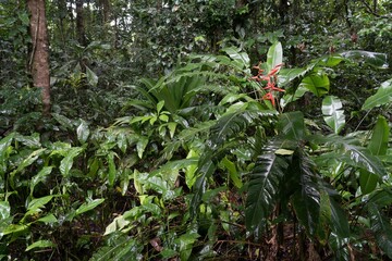Rain-damp green leafy foliage with tropical flowers
