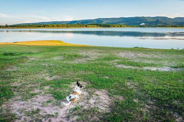 A dog lies in front of the view with rivers and mountains.