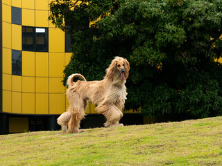 A Dog with a Thick, Fine, Silky Coat and a Tail with a Ring-Shaped Curl at the end Known as the...