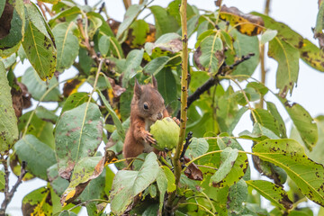 eichhörnchen