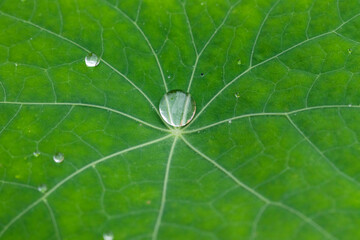 Raindrops on various plants in the garden