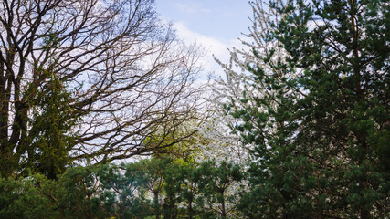 Large oak branches without leaves on a sky background, pines along the fence, flowering pear on