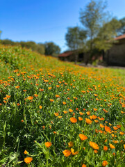 Spring Poppies in Bay Area, CA
