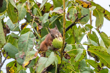 eichhörnchen