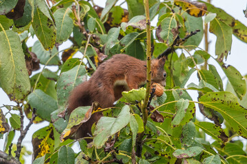 eichhörnchen